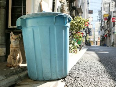 Japanese Urban Alley Homeless Orange Cat Blue Trash Can