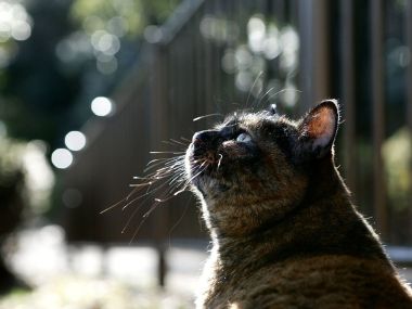 Tortoiseshell Homeless Cat Close Up In Sunlight