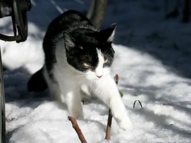 Black And White Homeless Cat Walking In Snow