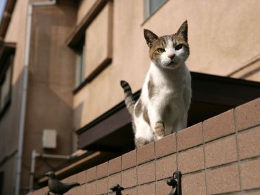 Japanese Street Homeless Cat Standing On Brick Wall