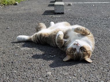 慵懒流浪猫仰卧在沥青路面