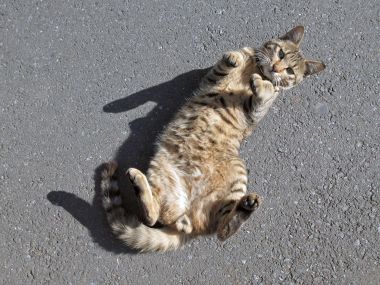 阳光下慵懒翻肚皮的狸花猫