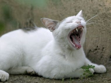 White Homeless Cat Yawning Lazy Moment