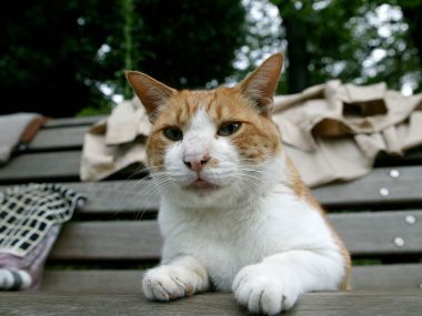 橙白相间流浪猫趴在公园长椅上
