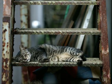 Sleeping Tabby Cat On Rusty Metal Ladder