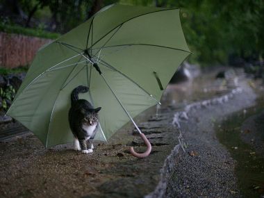 雨中猫咪与绿色雨伞的治愈瞬间