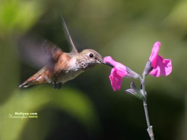 Hummingbird Feeding On Pink Flower