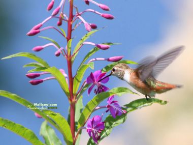 Hummingbird Feeding On Fireweed