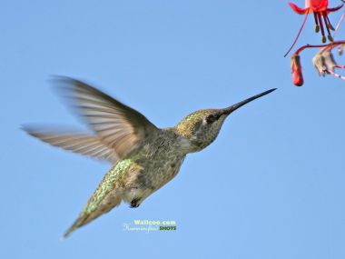 Hummingbird Flying Near Flower Blue Sky