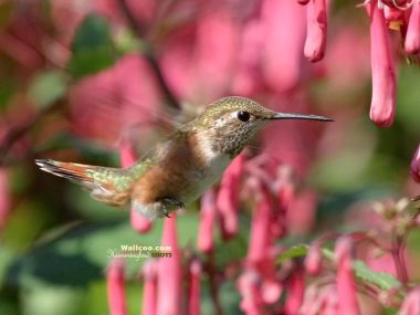 Hummingbird Flying Among Flowers