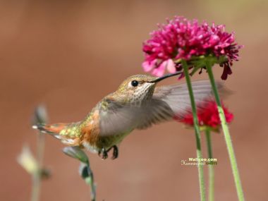 Hummingbird Hovering By Flower
