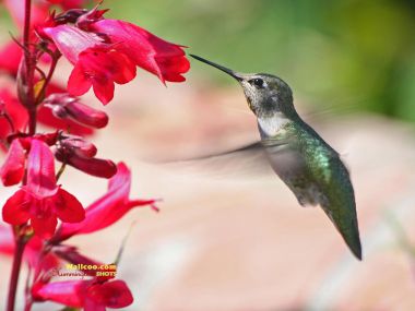 Delicate Hummingbirds: Nature's Tiny Wonders