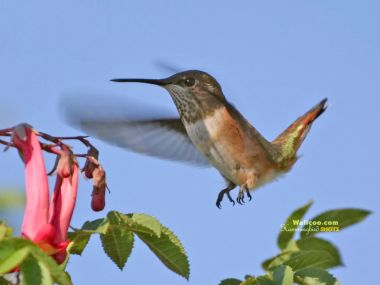 Hummingbird Hovering Near Flowers