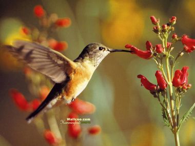 Hummingbird Feeding On Red Flowers