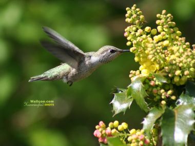 Hummingbird Hovering Near Flowers