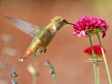 Hummingbird Hovering Over Flower