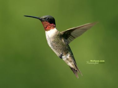 Ruby Throated Hummingbird In Flight