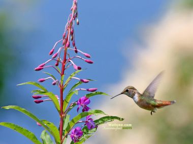 Hummingbird And Fireweed Flower Photography