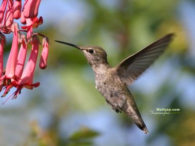 Hummingbird Hovering By Flowers