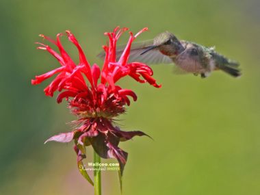 Hummingbird Feeding On Red Flower