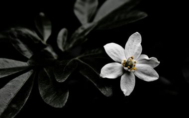 黑白静谧花朵特写
