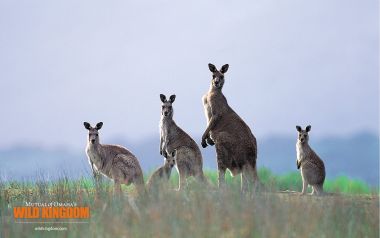 澳大利亚草原袋鼠家族写实野生动物摄影