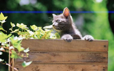 Kitten In A Wooden Garden Box