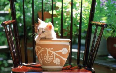 花园摇椅上的可爱小猫