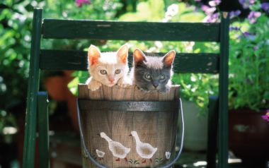 Two Cute Kittens In A Wooden Bucket