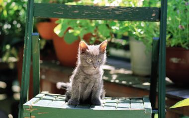 Cute Kitten On Garden Chair