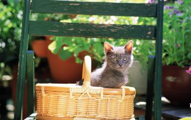Cute Kitten In A Garden Basket