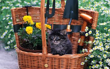 花园藤篮里的小猫