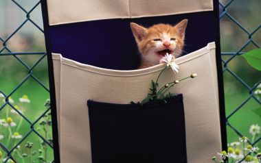 花园帆布袋里的开心橘白小奶猫