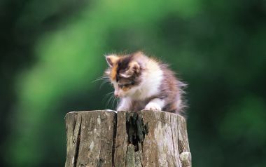 户外树桩上的软萌三花小奶猫治愈摄影
