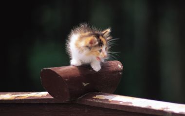 Fluffy Calico Kitten Standing On Wooden Railing Outdoor
