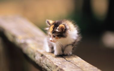 Fluffy Calico Kitten Sitting On Wooden Railing Outdoor