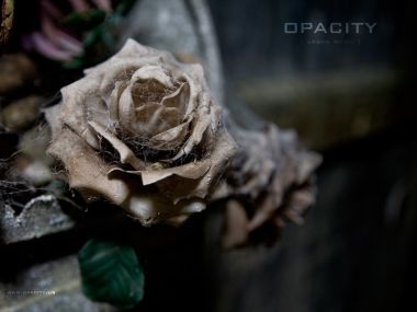 OPACITY《墓穴中的枯萎玫瑰》