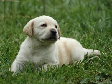 草地上的可爱拉布拉多幼犬