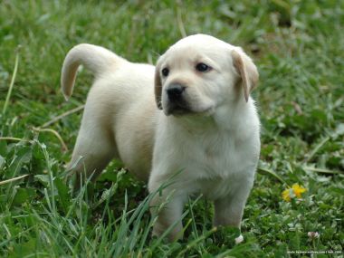 Cute Labrador Retriever Puppy On Grass
