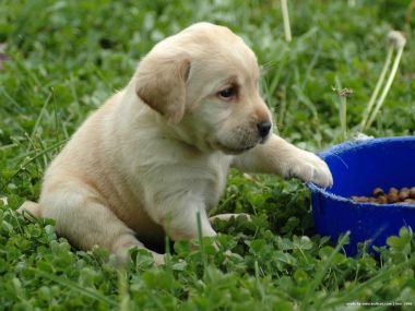 Cute Labrador Puppy On Grass