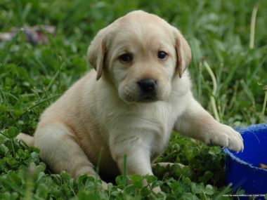 草地上的可爱拉布拉多幼犬