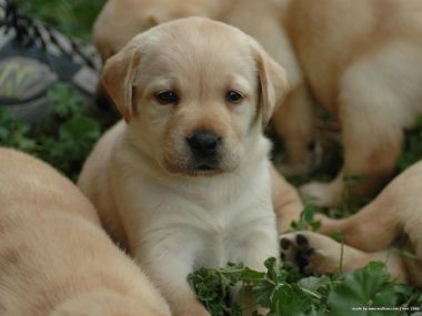 Cute Labrador Retriever Puppy On Grass