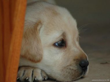 Cute Labrador Retriever Puppy Closeup