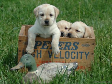 Labrador Retriever Puppies In Wooden Crate