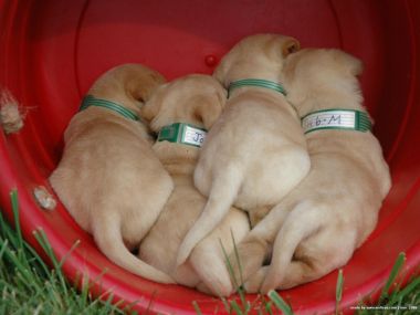 挤在红色塑料盆里的拉布拉多幼犬