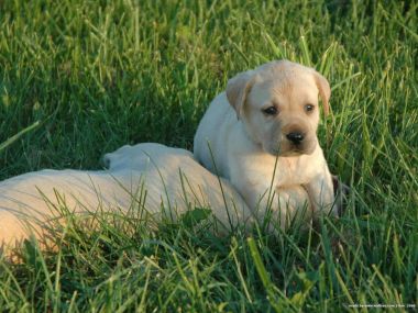 Cute Labrador Retriever Puppy In Grass