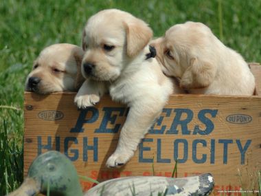 Cute Labrador Puppies In Wooden Crate