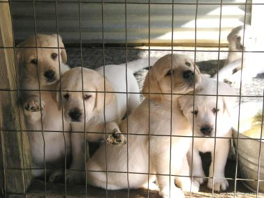 铁丝网后的可爱拉布拉多幼犬