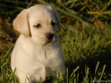 草地上的可爱拉布拉多幼犬