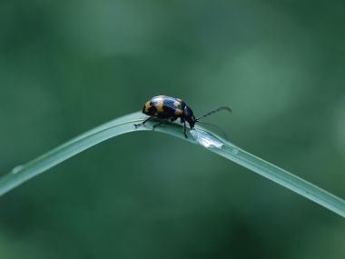 清晨草叶上的黄黑斑甲虫微距摄影